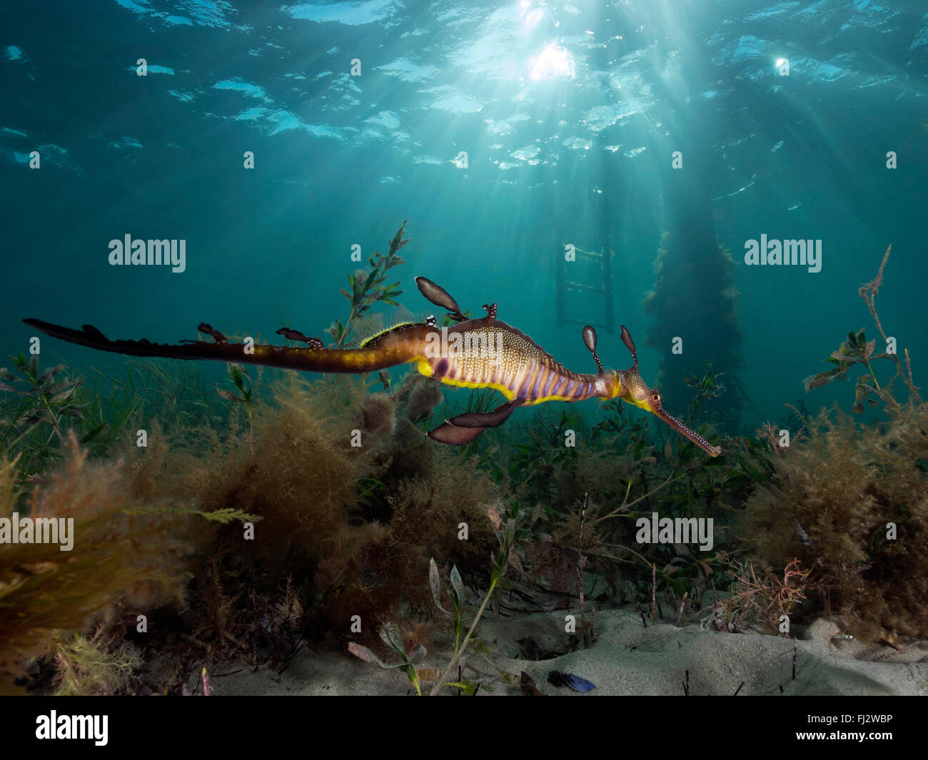 Weedy Sea Dragon Flinders Pier Victoria Australia Natural Habitat