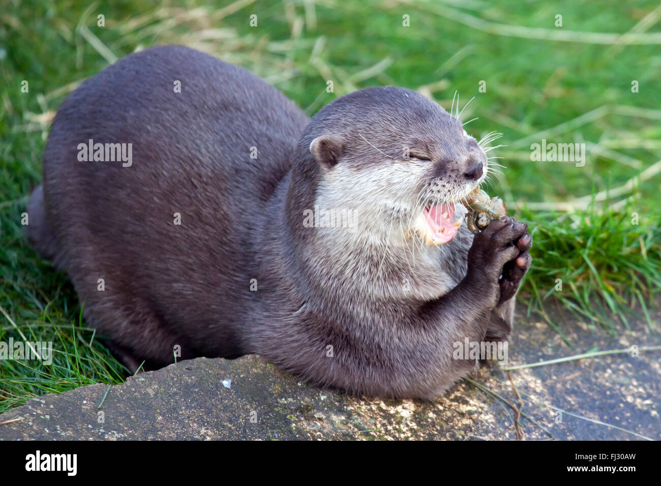 Oriental Small Clawed Otter eating a fish Stock Photo