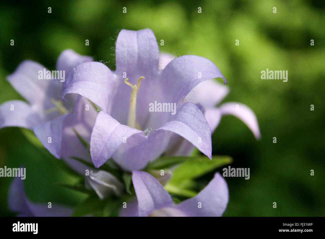 Blue Balloon Flower or Chinese Bellflower, Korean Bellflower, Japanese