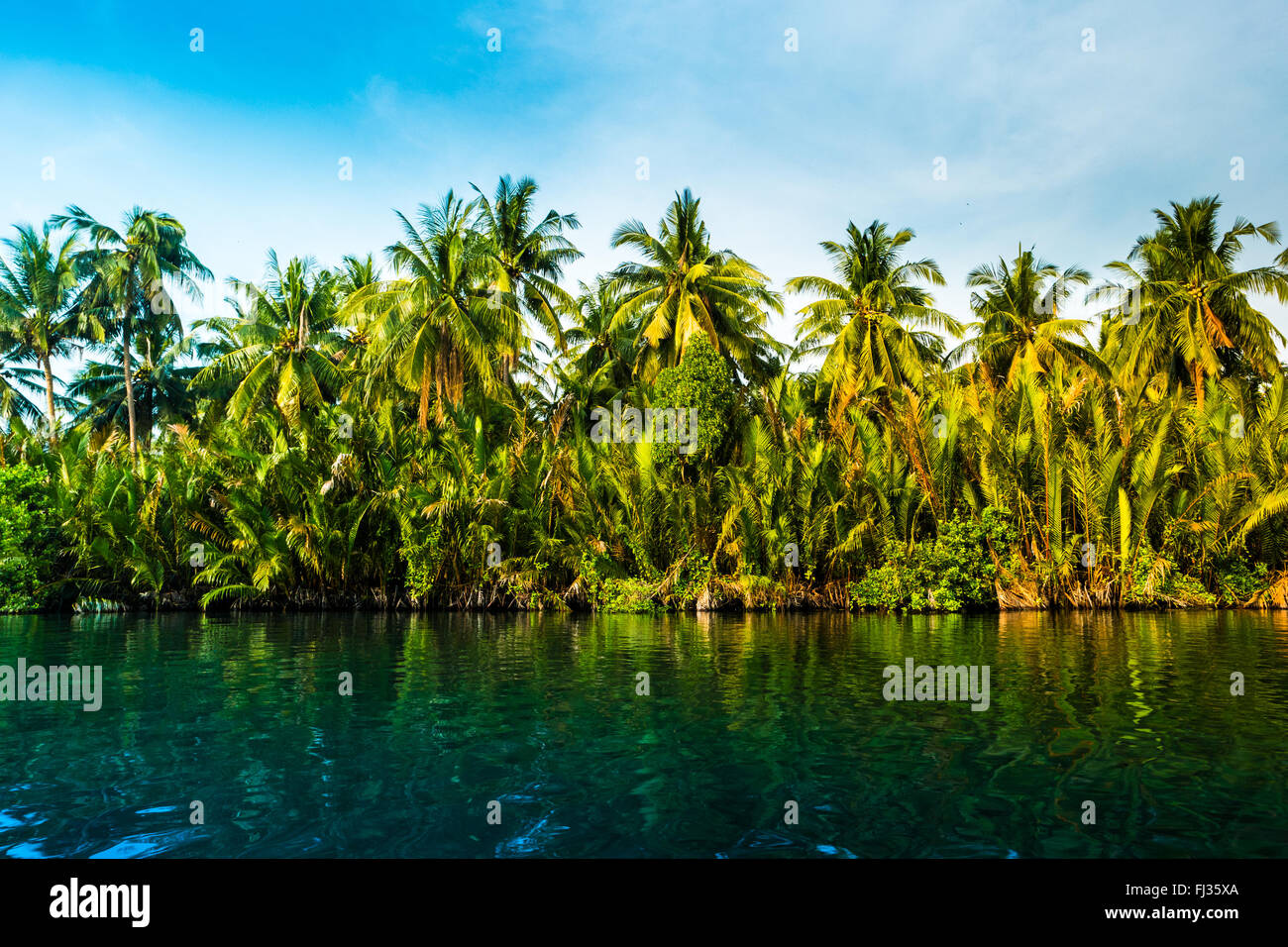 Palm trees on sea shore at beautiful sunny day Stock Photo - Alamy