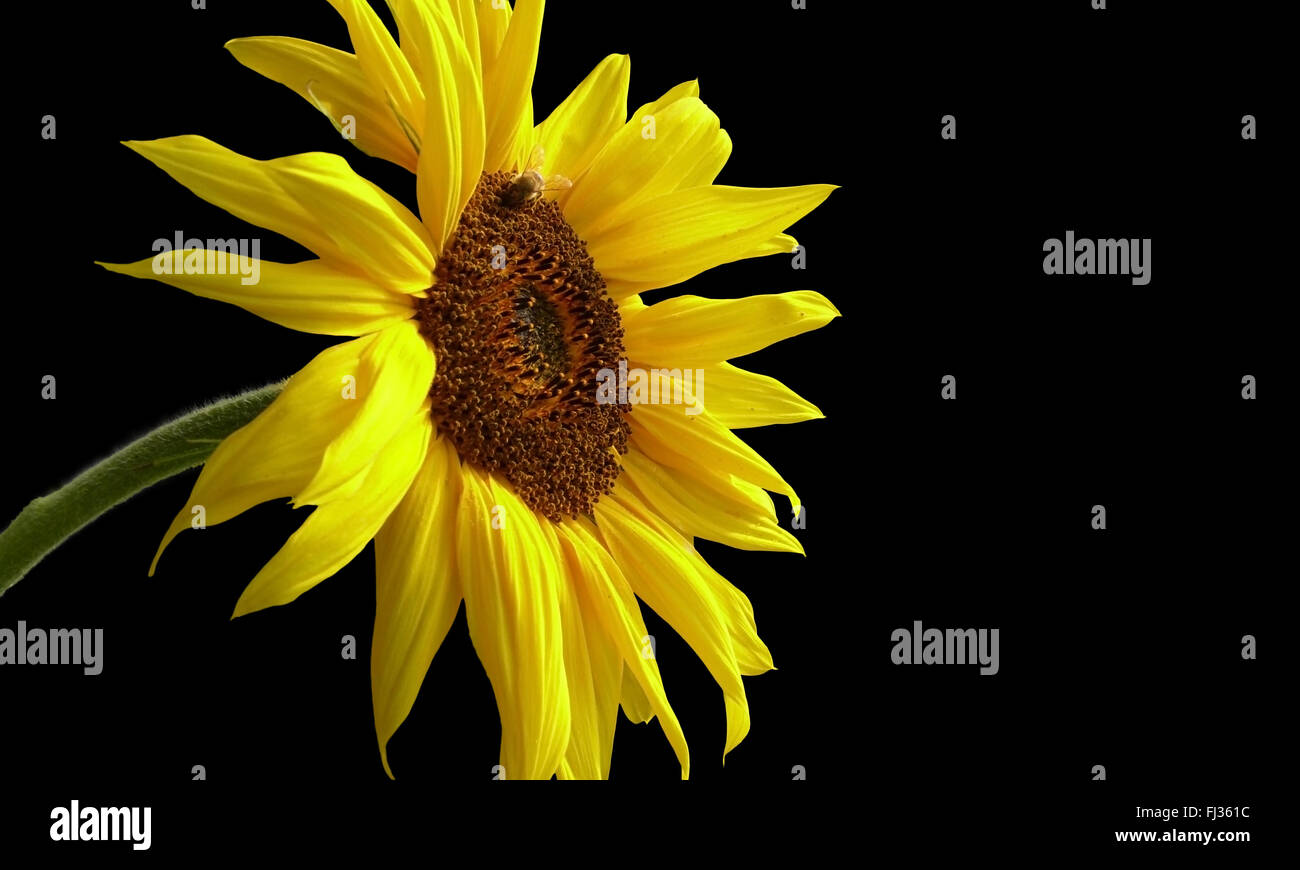 Yellow sunflower and honeybee on black background Stock Photo