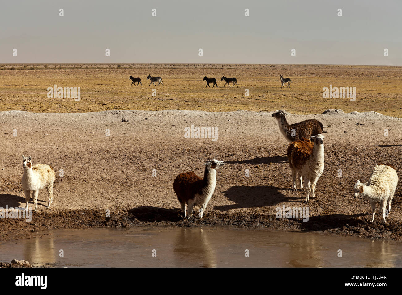 Lamas in the Puna Desert, Argentina Stock Photo