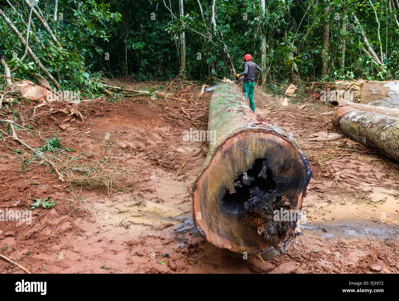 African logging hi-res stock photography and images - Alamy