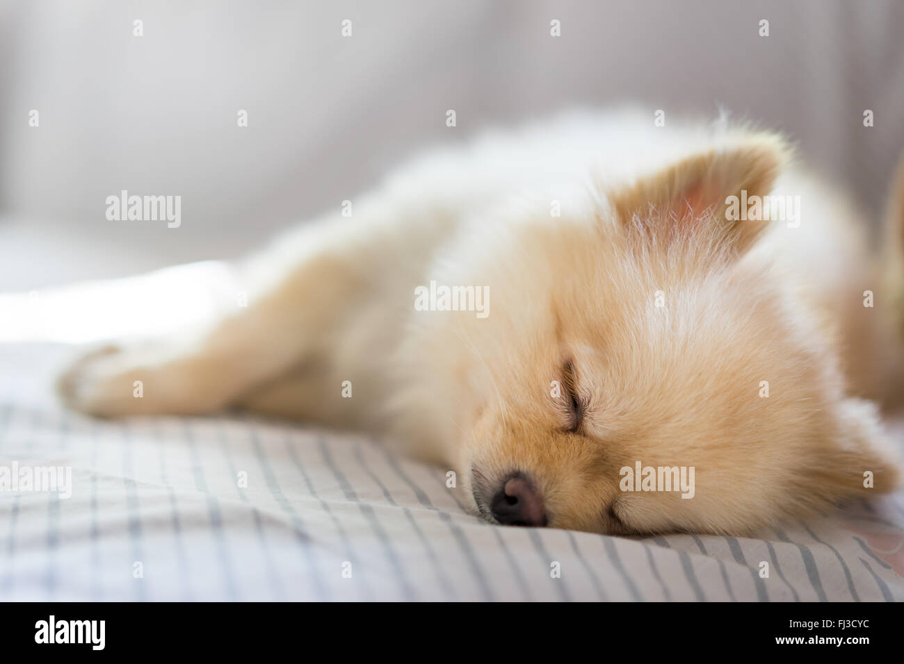 Pomeranian dog sleeping on the sofa, with copy space Stock Photo