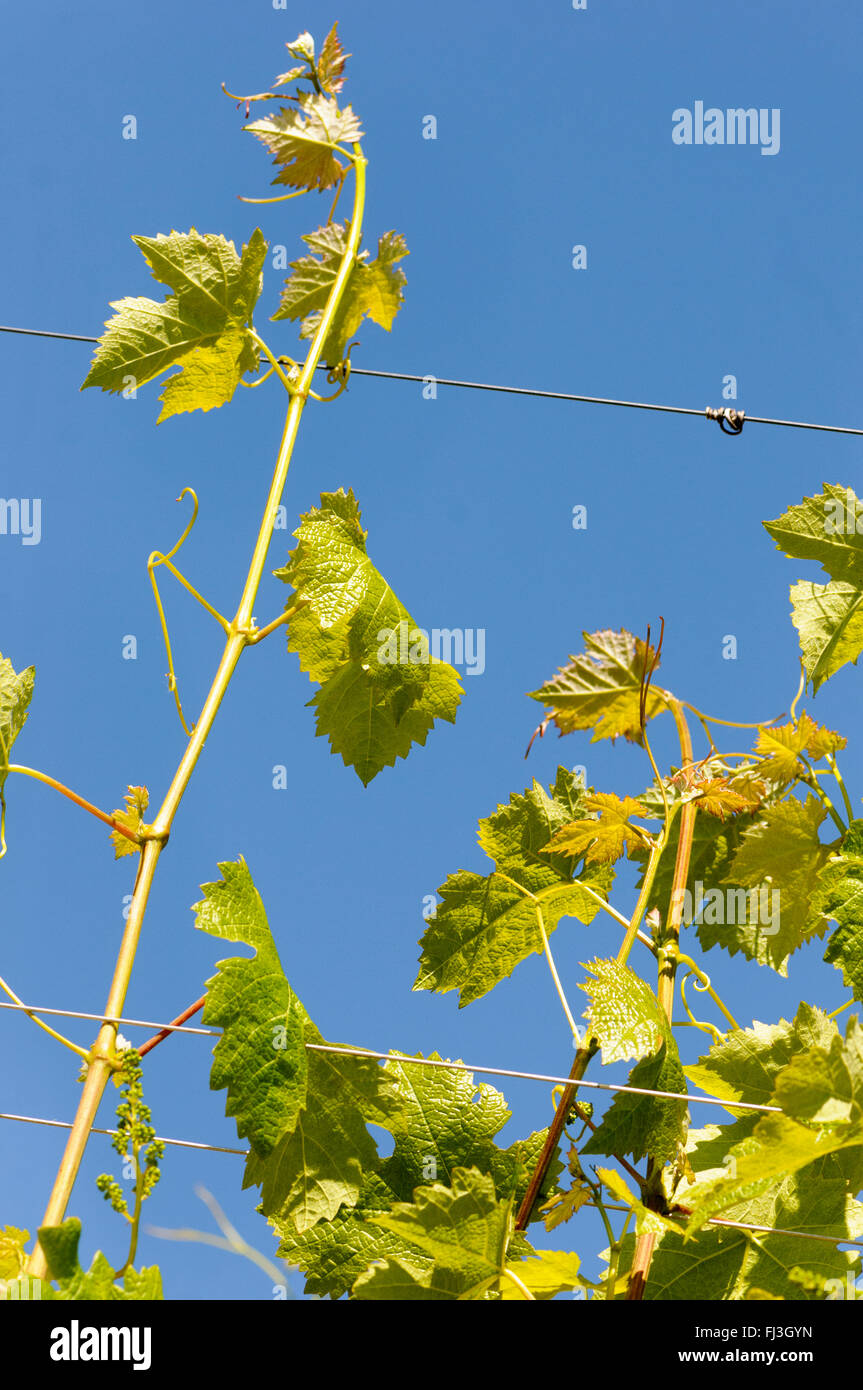 Vines anchor themselves to training wires via their tendrils. Stock Photo
