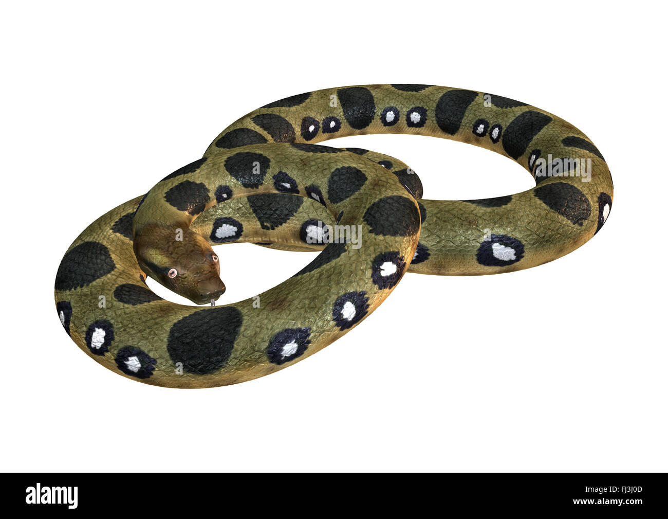 Green Anaconda Or Eunectes Murinus Or Common Anaconda Orwater Boa Stock Photo Alamy Green Anaconda Or Eunectes Murinus Or Common Anaconda Orwater Boa Stock Photo Alamy