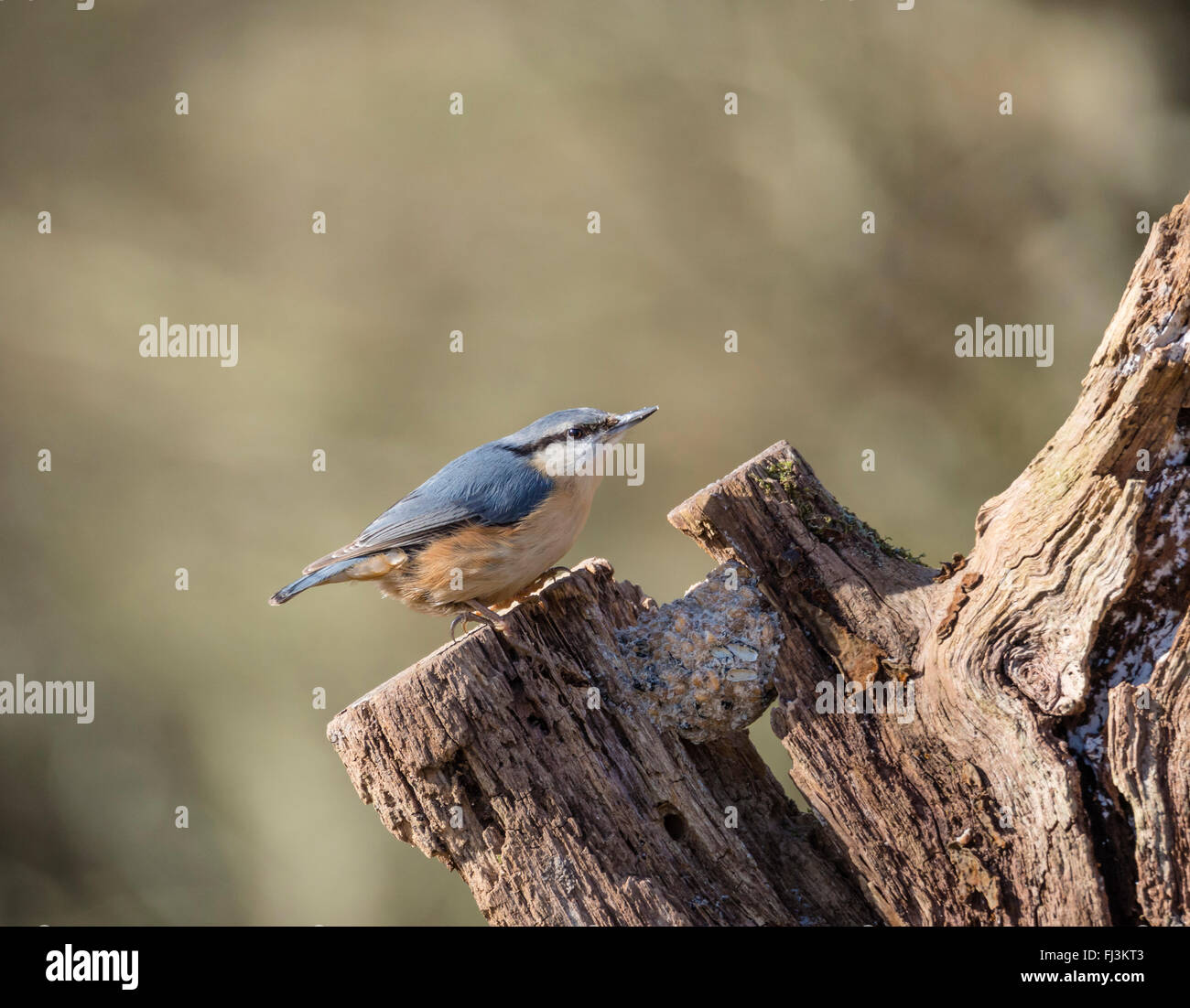 Nuthatch Bird standing on a log in The New Forest, Hampshire, England,  UK Stock Photo