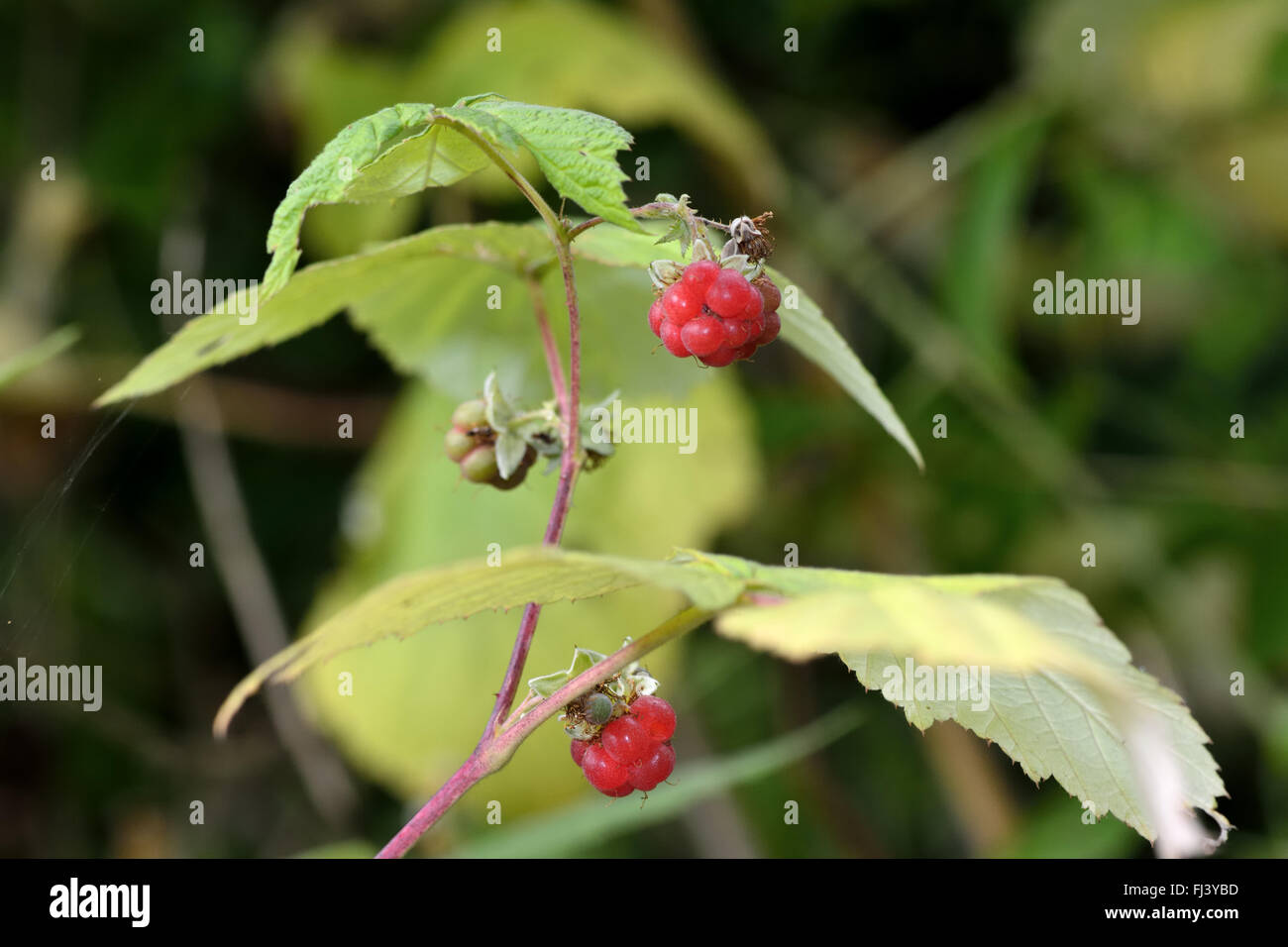 Rubus idaeus bush hires stock photography and images Alamy