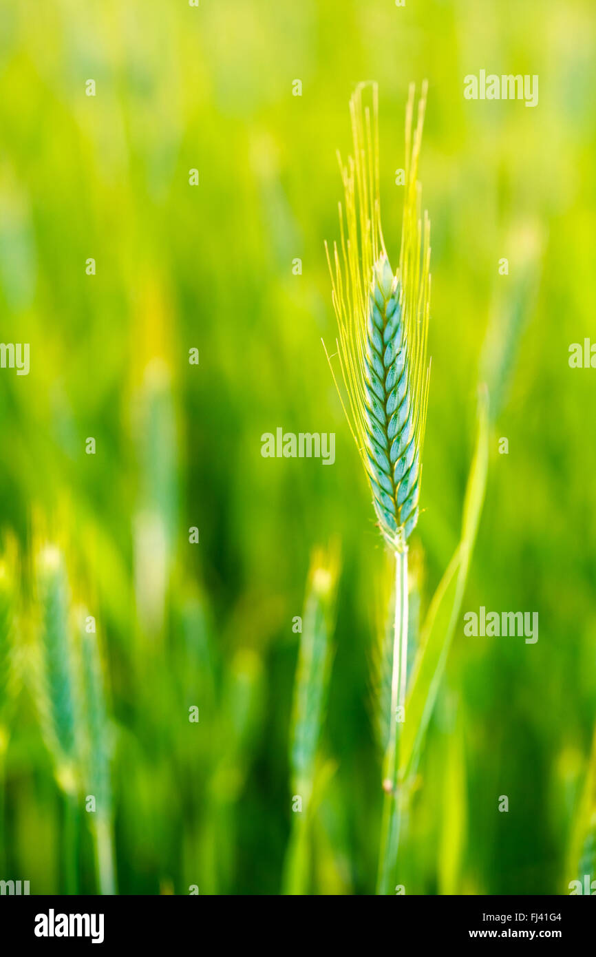 Beautiful green wheat ear in field at green background. Late spring, early summer. Agricultural concept. Copy space. Stock Photo