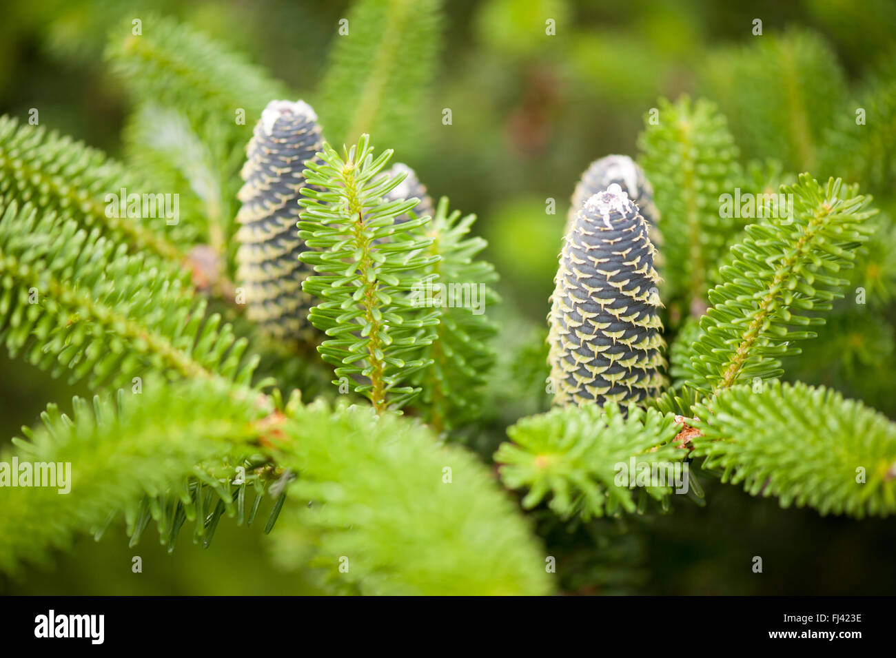 Fir cones on twig shoots in June, fresh evergreen coniferous Abies tree twigs with needle like flattened leaves and cylindrical Stock Photo