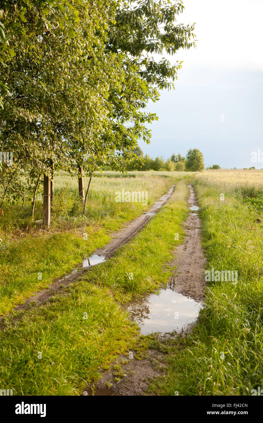 Summer Rain Puddles In Lane In Cereal Fields, Way In Balmy Rural 