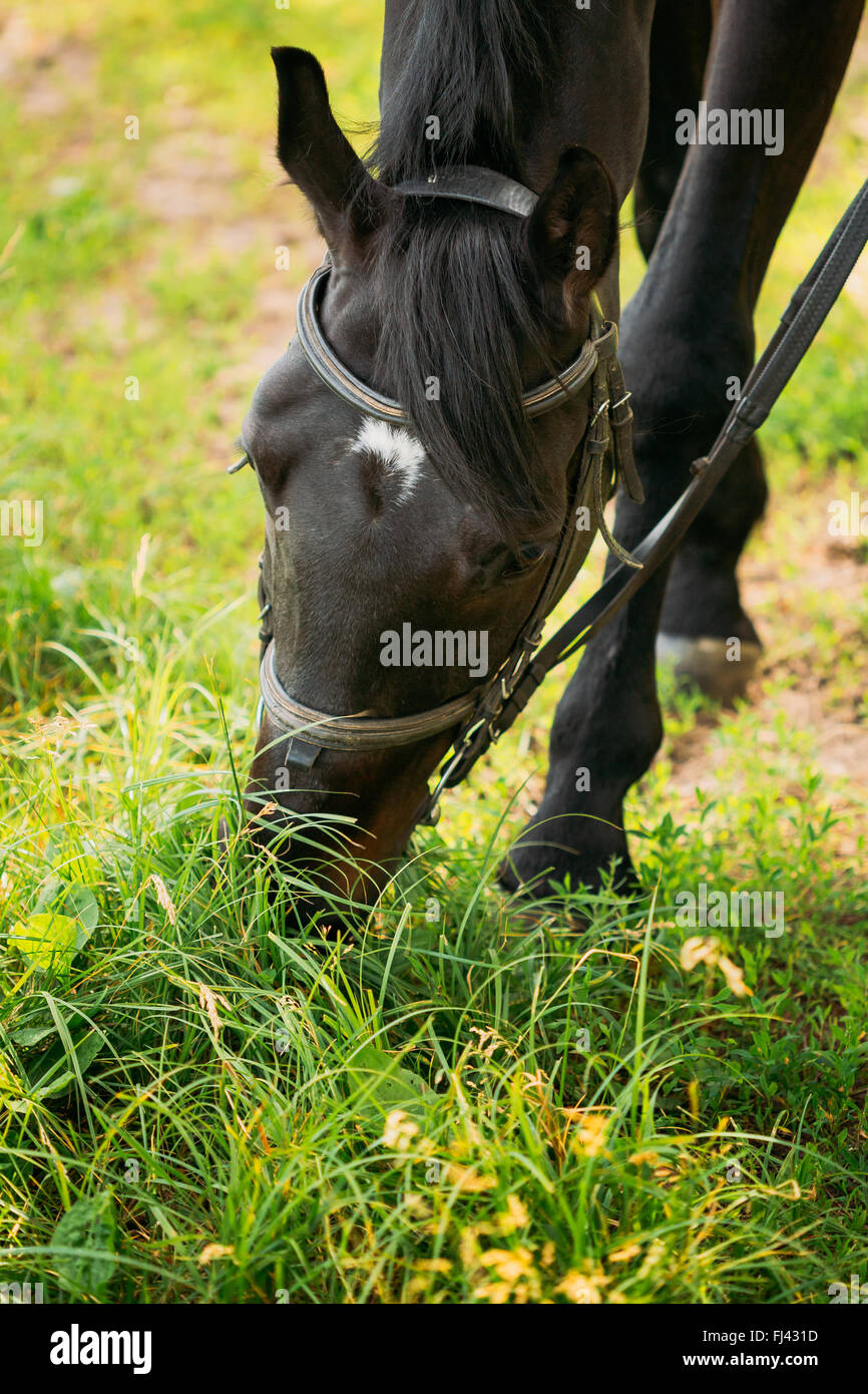 Black Horse Eats In Spring Pasture. Close-up Of Head Of Horse Eating Grass. Stock Photo