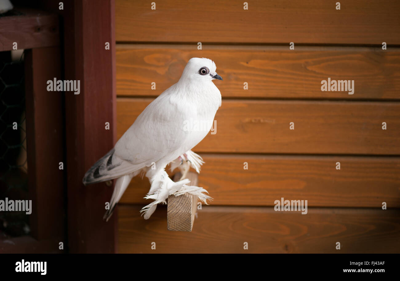 White pigeon sitting in aviary at ornamental chickens show in Warsaw
