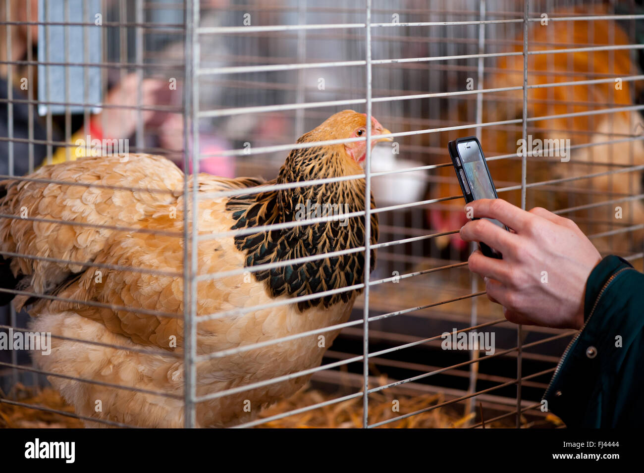 Hen in cage at ornamental chickens show in Warsaw, Poland, 14 February 2016, man taking a photo with a smartphone of the hen Stock Photo