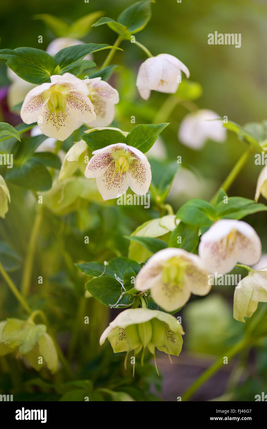 Hellebore white spotted flowers closeup, flowering poisonus plant in the Ranunculaceae family, blooming in March early spring Stock Photo
