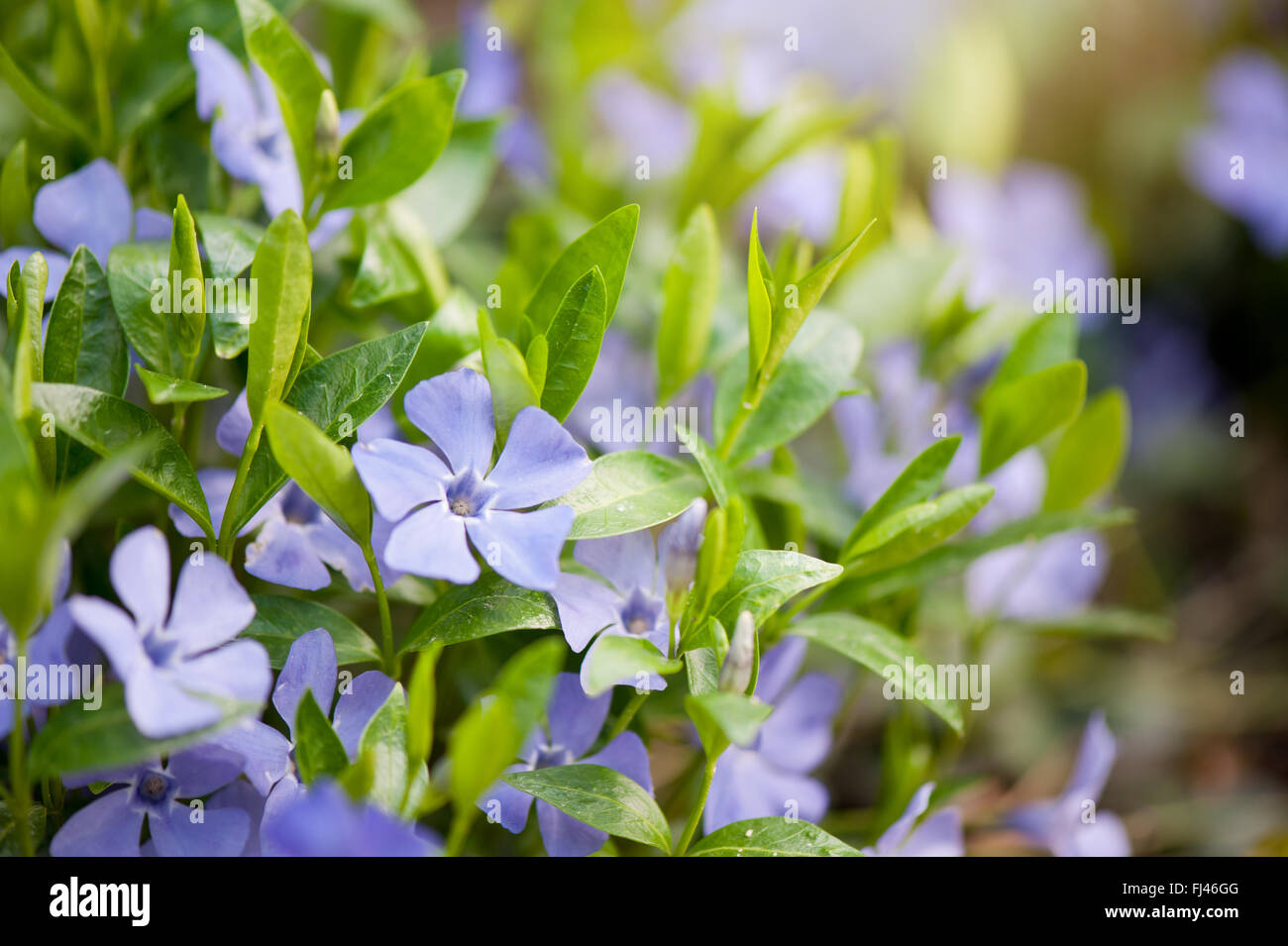 Vinca flowers macro, Apocynaceae family periwinkle or myrtle bright flowering plants with vibrant green leaves clumps Stock Photo