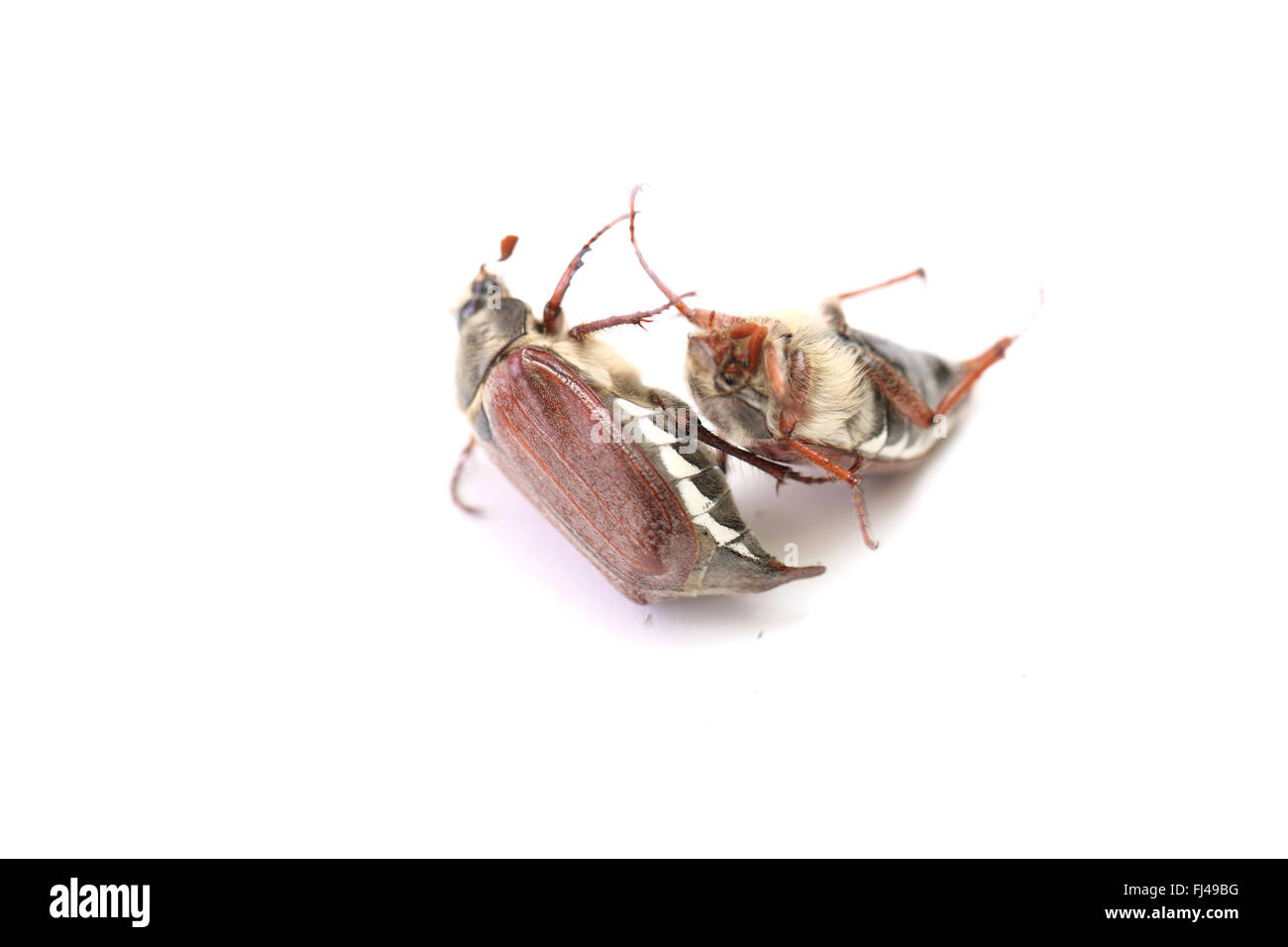 may-bug closeup isolated on a white background Stock Photo