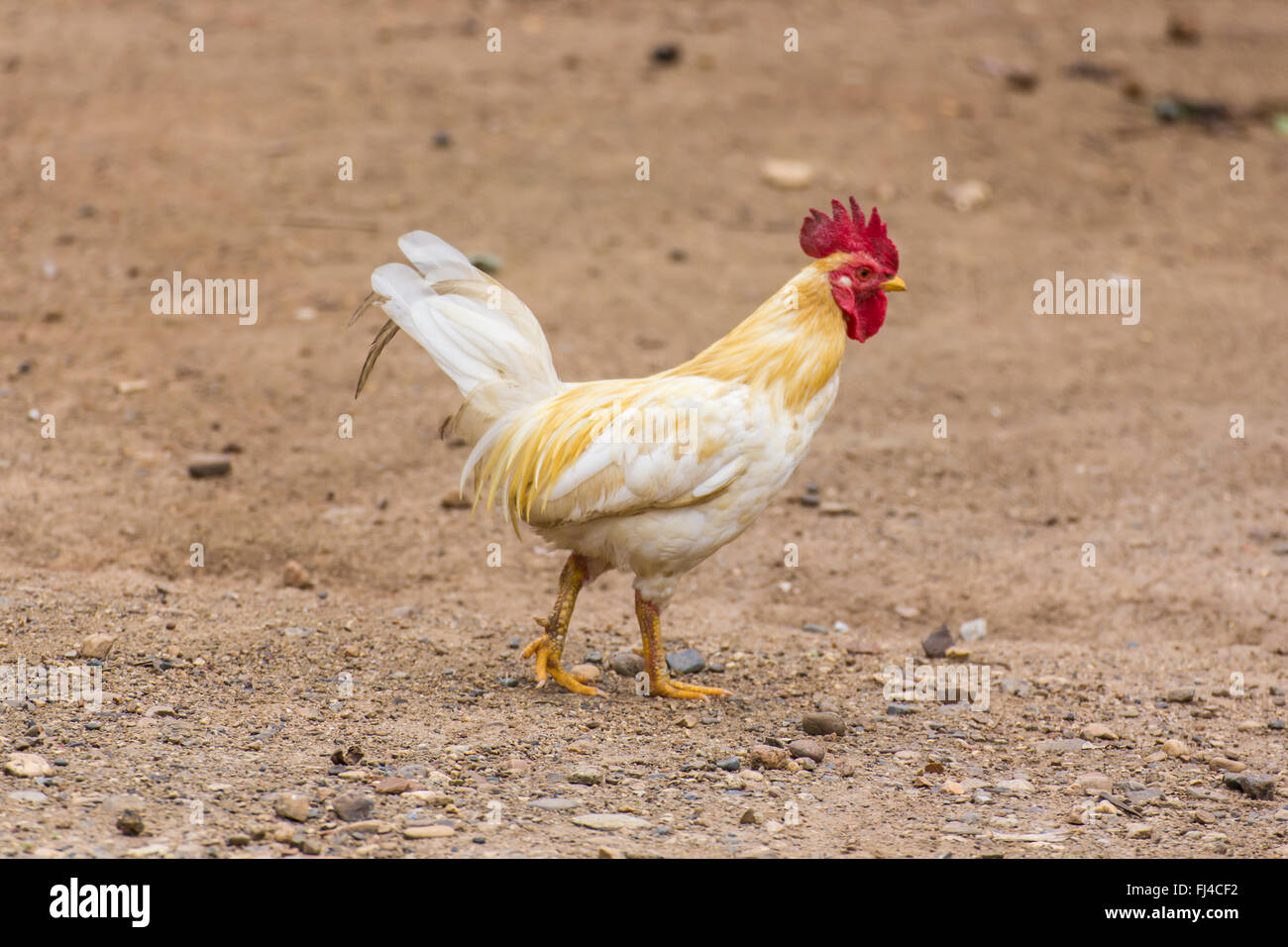 Thai Roosters Stock Photo