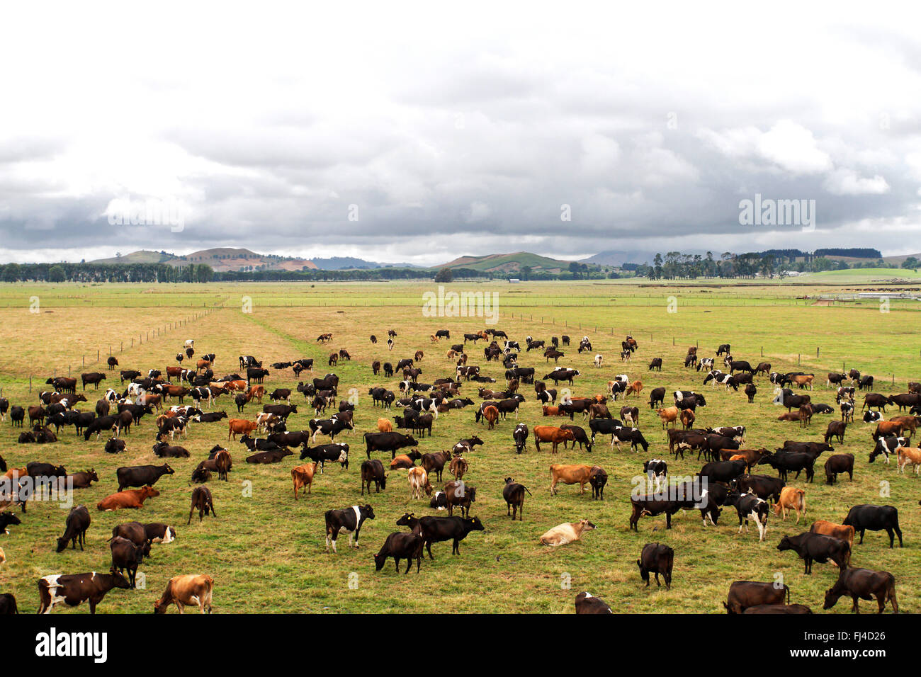 Cows grazing  in North Island, New Zealand. View from inside the Northern Explorer Train. Stock Photo