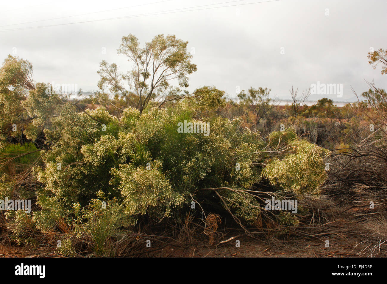 Plant plants tree trees hi-res stock photography and images - Alamy