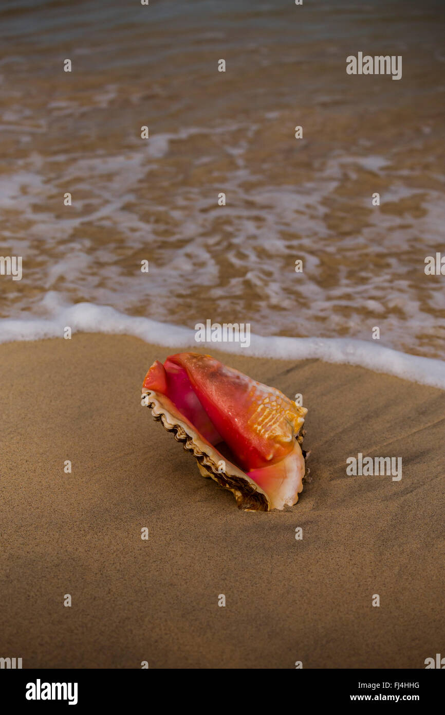 Conch shell beach waves hi-res stock photography and images - Alamy