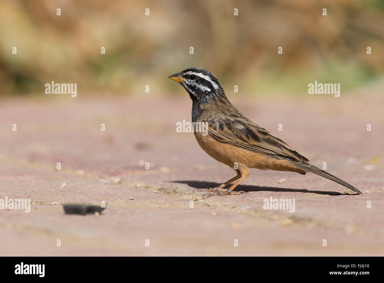 Cinnamon-breasted Bunting (Emberiza tahapisi), standing on the ground, Wadi Darbat, Dhofar, Oman Stock Photo