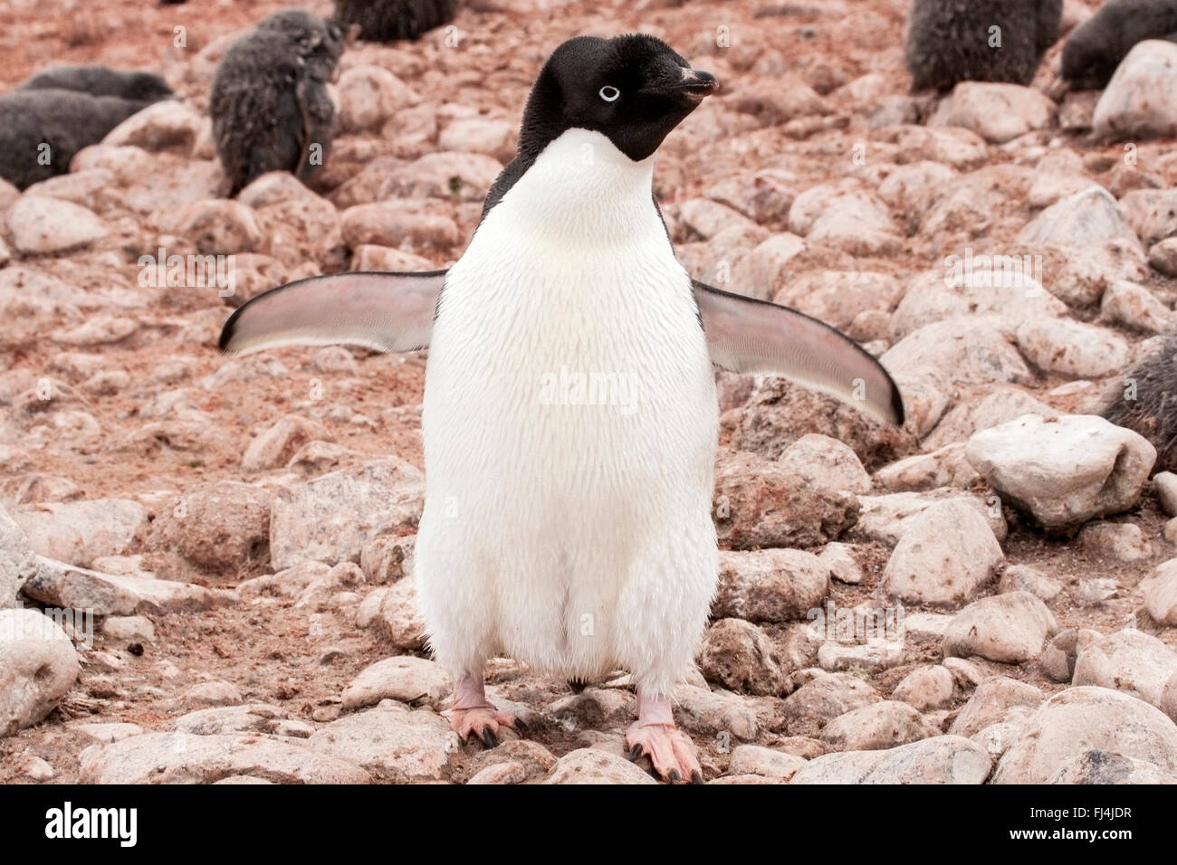 Penguin island conservation park hi-res stock photography and images ...