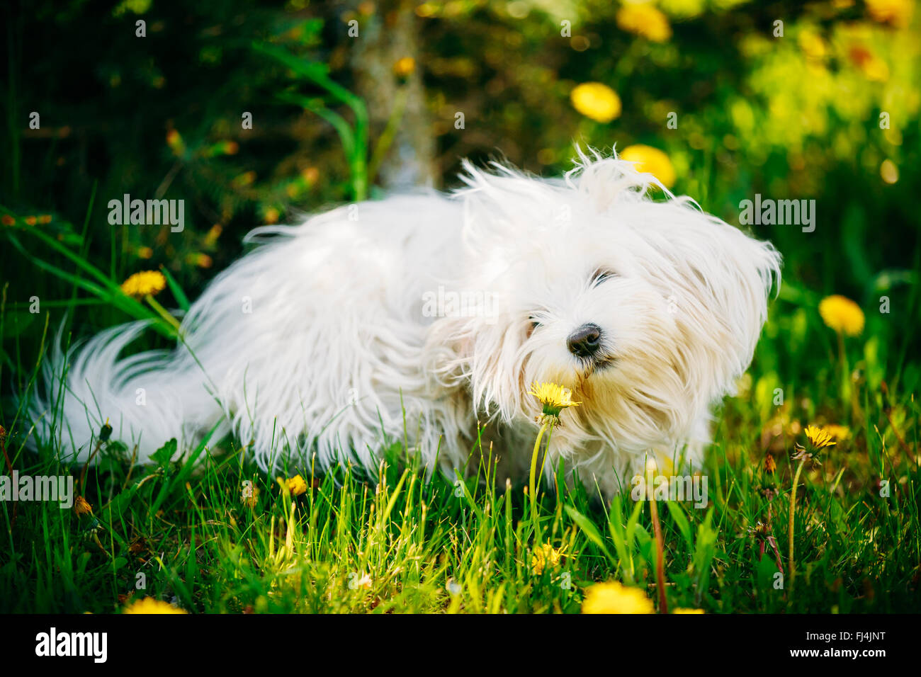 Funny White Bichon Bolognese Dog Sitting In Green Grass and sniffs