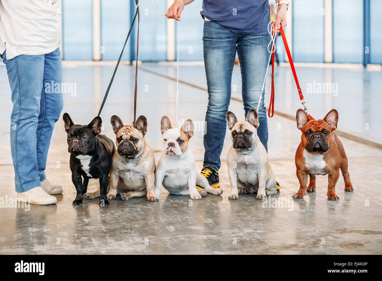 Funny French Bulldogs are a different color next to each other sit