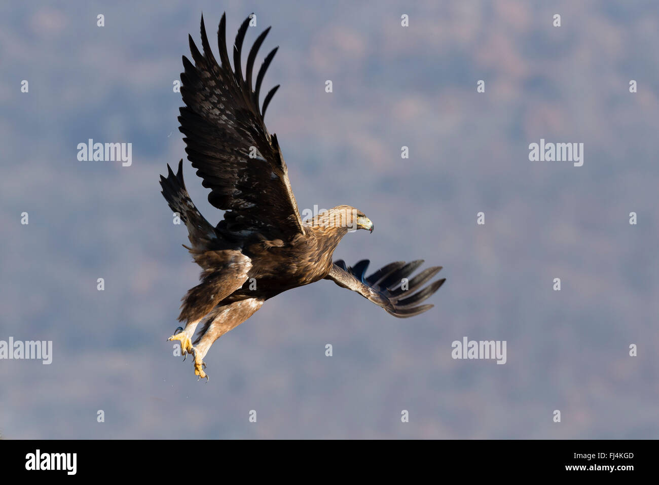 Golden Eagle (Aquilo chrysaetos) in flight; Madzharovo Bulgaria Stock ...