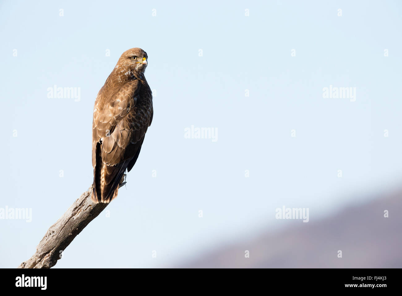 Buzzard (Buteo buteo) on a perch; Madzharovo Bulgaria Stock Photo