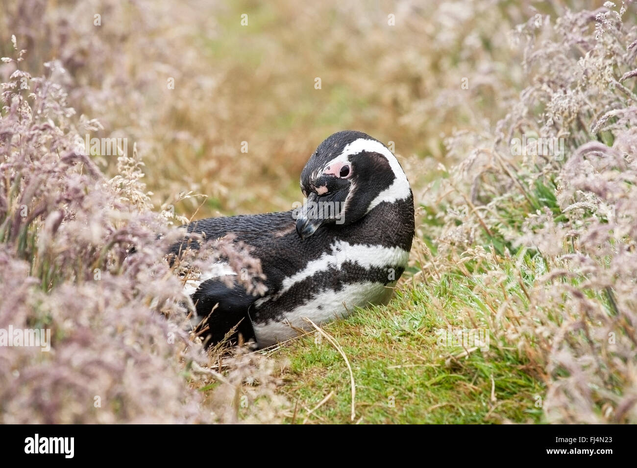 Magellanic penguin (Spheniscus magellanicus) adult lying on grass near breeding colony, Falkland Islands Stock Photo