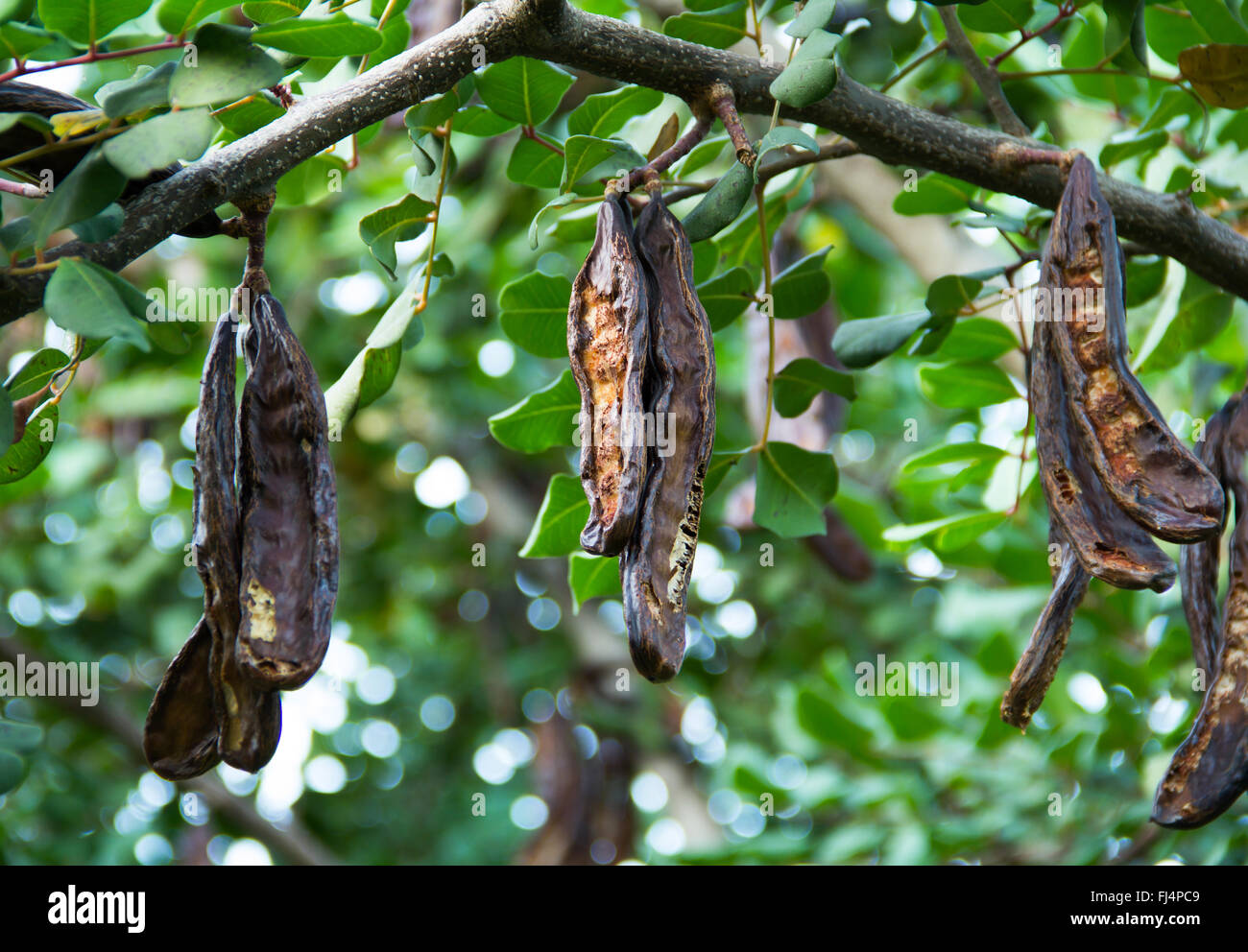 Carob Tree Locust Tree Stock Photos & Carob Tree Locust Tree Stock