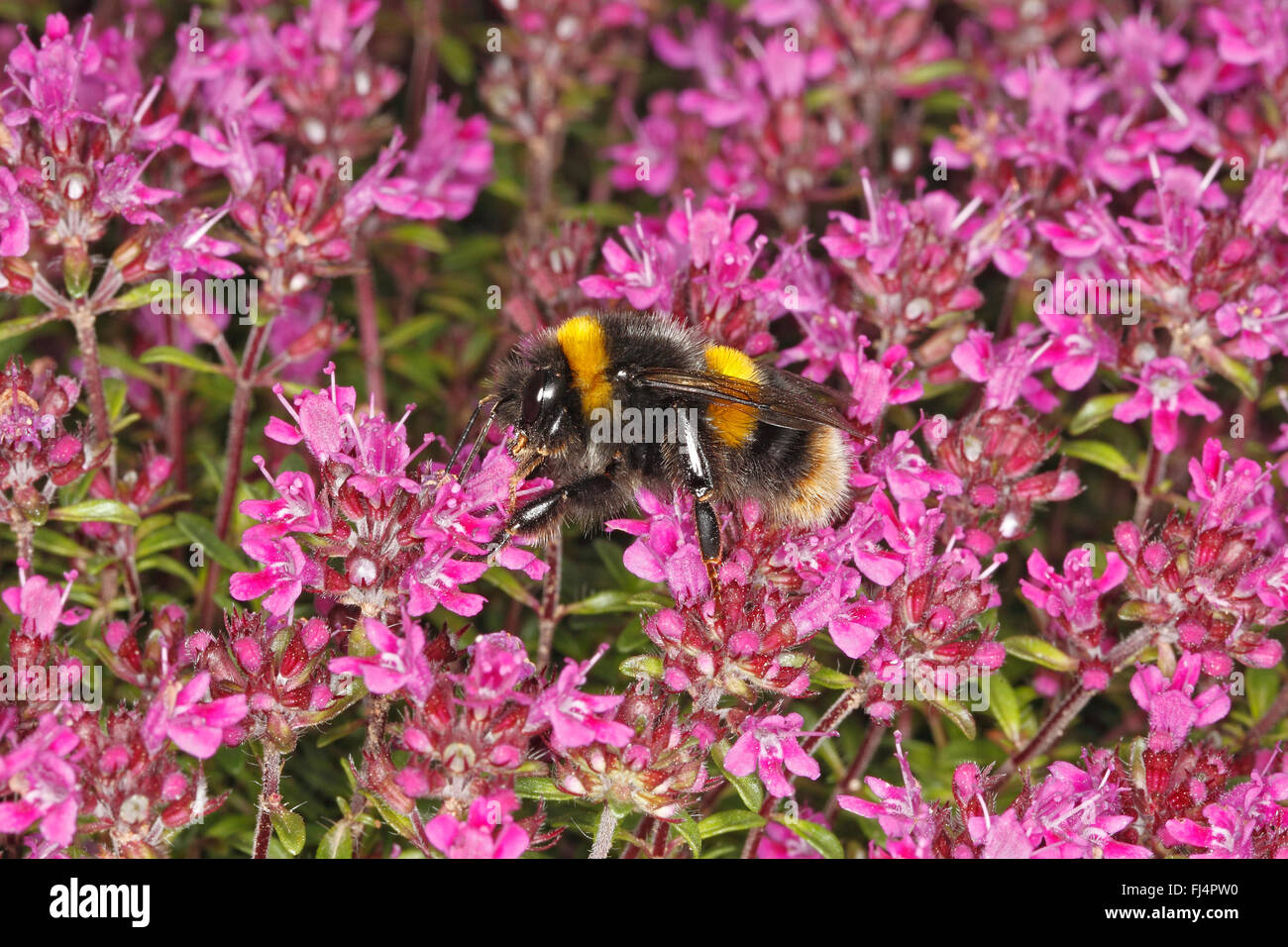 Buff-tailed Bumble Bee (Bombus terrestris) feeding on Thyme (Thymus) in garden Cheshire UK June 2411 Stock Photo