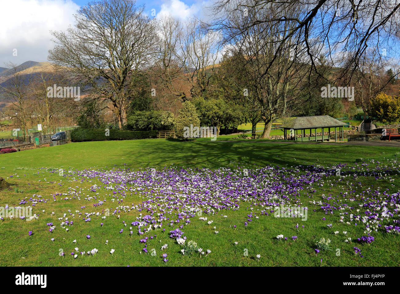 Spring crocus flowers, Fitz Park, Keswick town, Lake District National