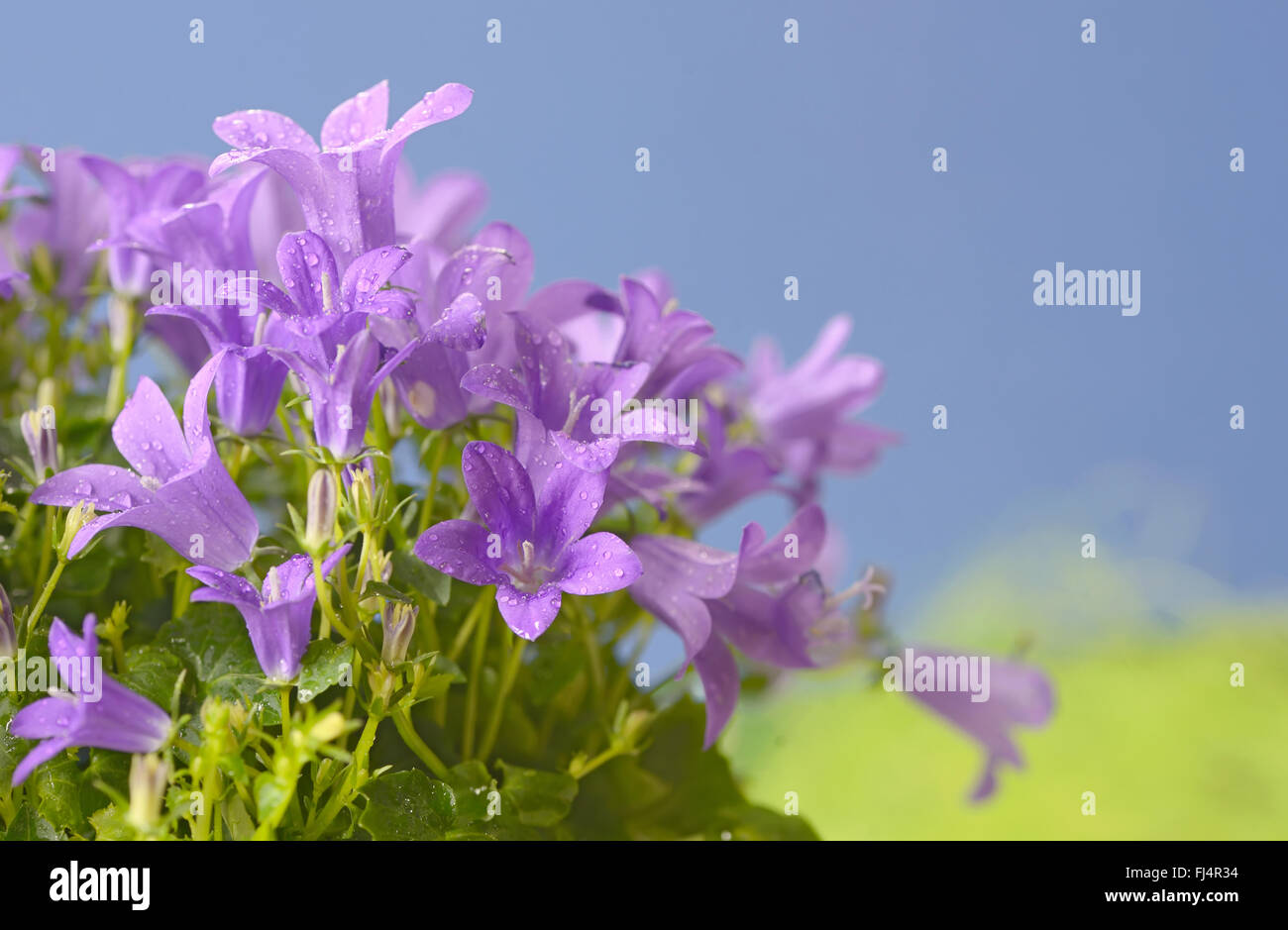 Spring flower bush Dalmatian bellflower (Campanula portenschlagiana) Stock Photo