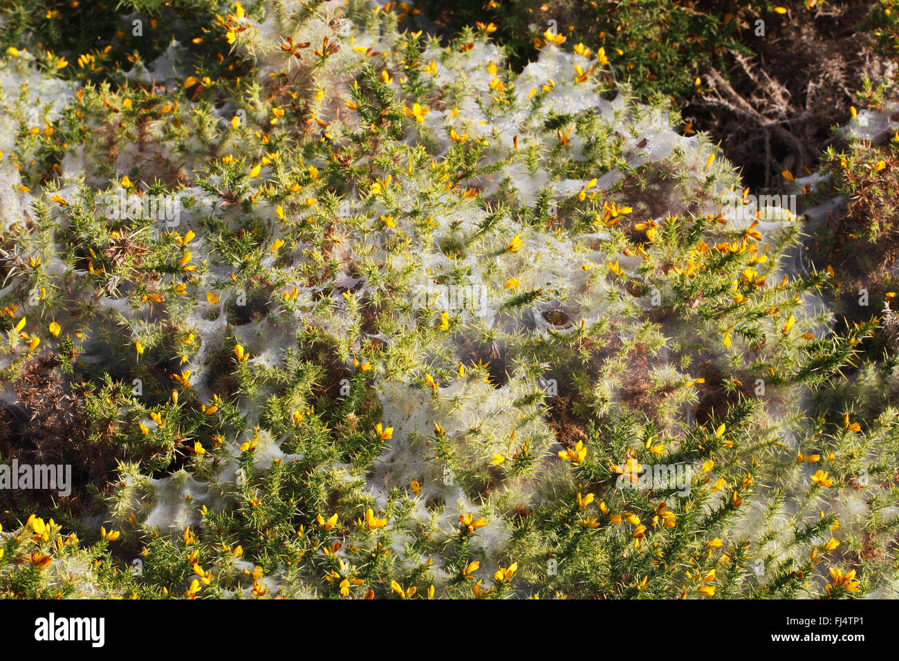 Spider gossamer on Gorse (Ulex europaeus) on lowland heath Wirral Merseyside UK September 3658 Stock Photo