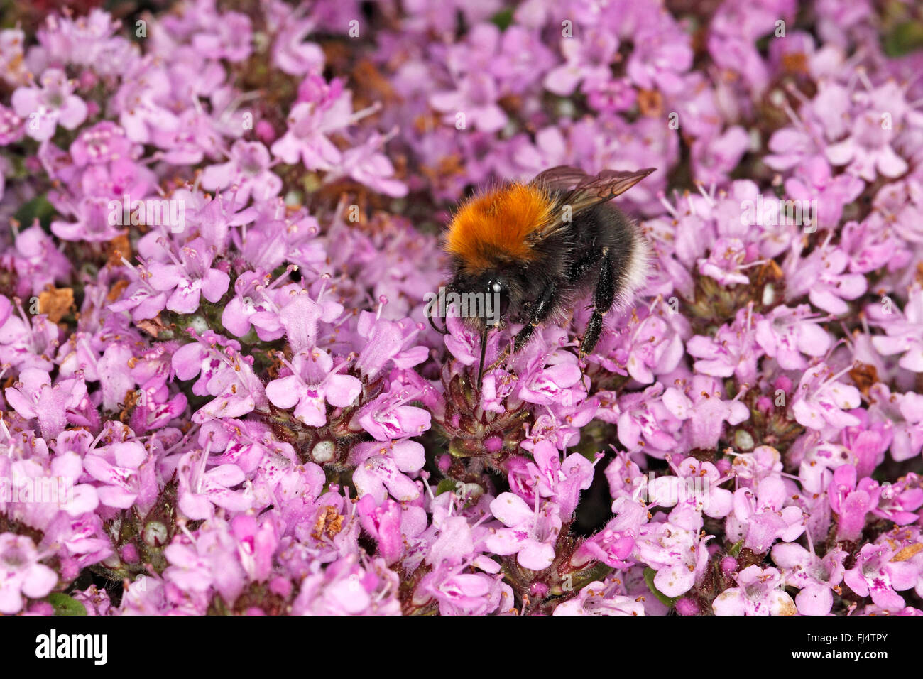 Tree Bumble Bee (Bombus hypnorum) feeding on Thyme (Thymus) in garden Cheshire UK June 9189 Stock Photo