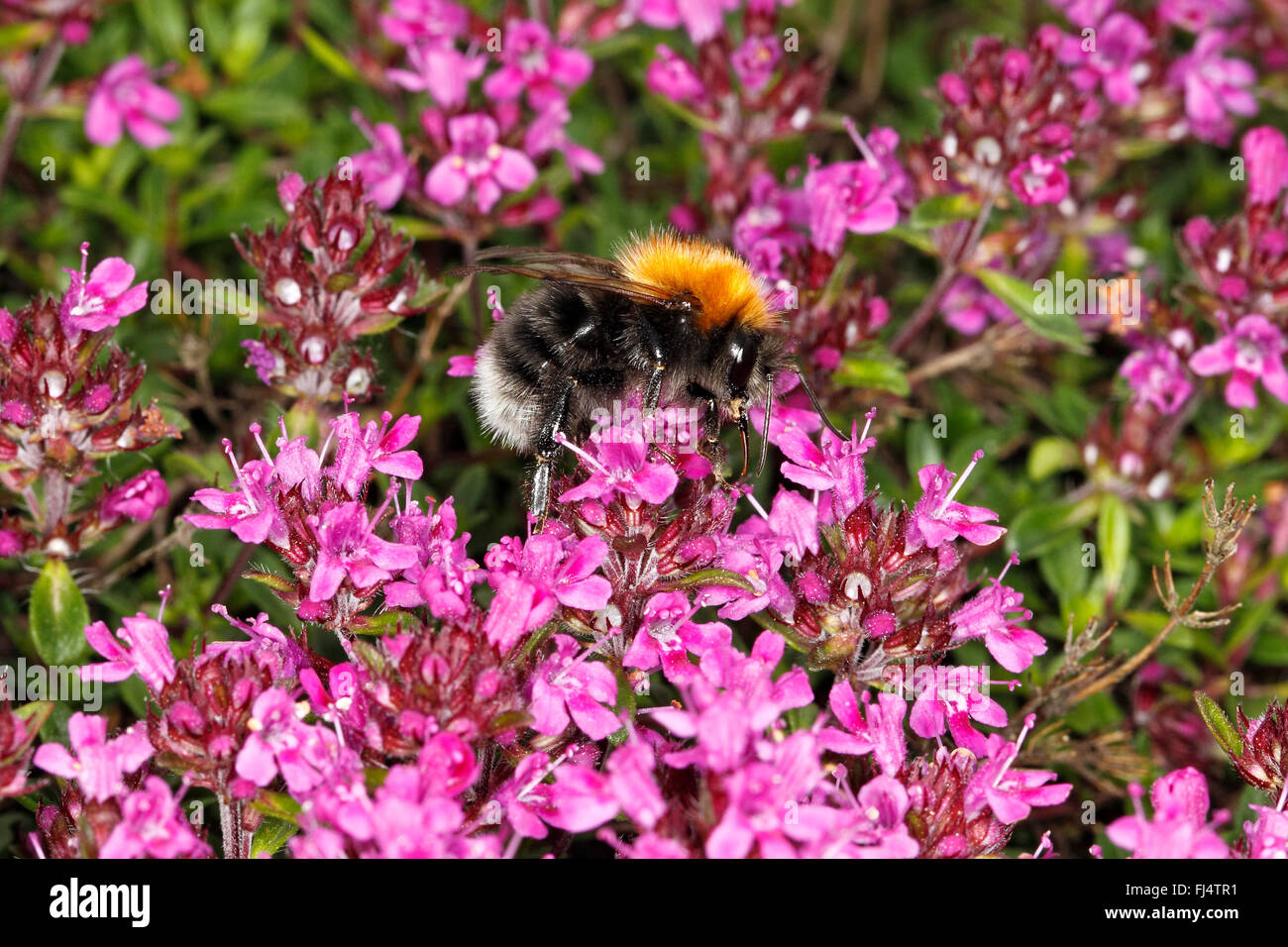 Tree Bumble Bee (Bombus hypnorum) feeding on Thyme (Thymus) in garden Cheshire UK June 9194 Stock Photo