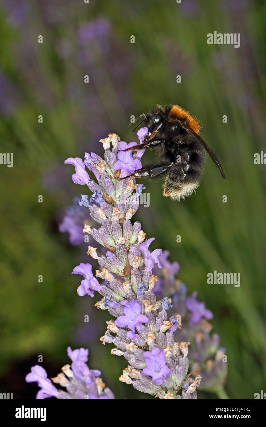 Tree Bumble Bee (Bombus hypnorum) feeding on Lavender (Lavendula) flower in garden Cheshire UK July 58502 Stock Photo