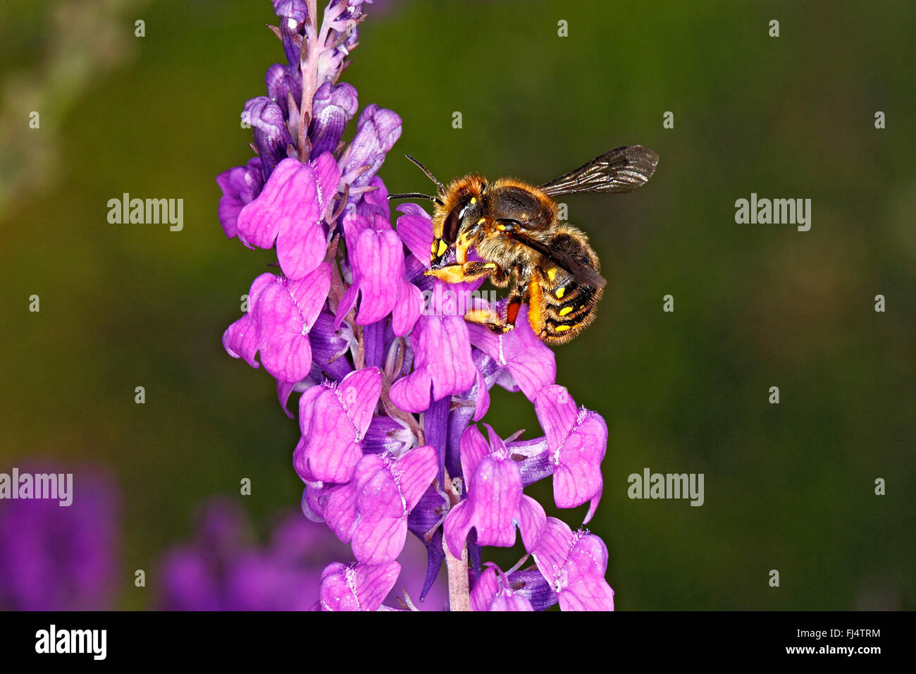 Wool-carder Bee (Anthidium manicatum) feeding on Purple Toadflax (Linaria purpurea) in garden Cheshire UK July 0751 Stock Photo