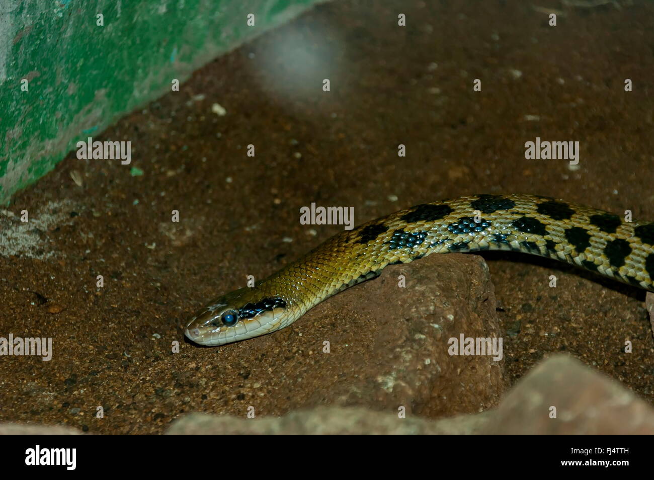 Snake Ophidian In Kwena Gardens In Sun City South Africa South