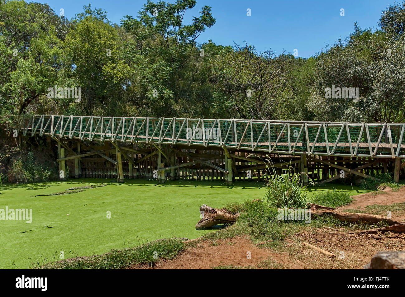 Bridge Over The Green Crocodile Pond At Kwena Gardens In Sun City