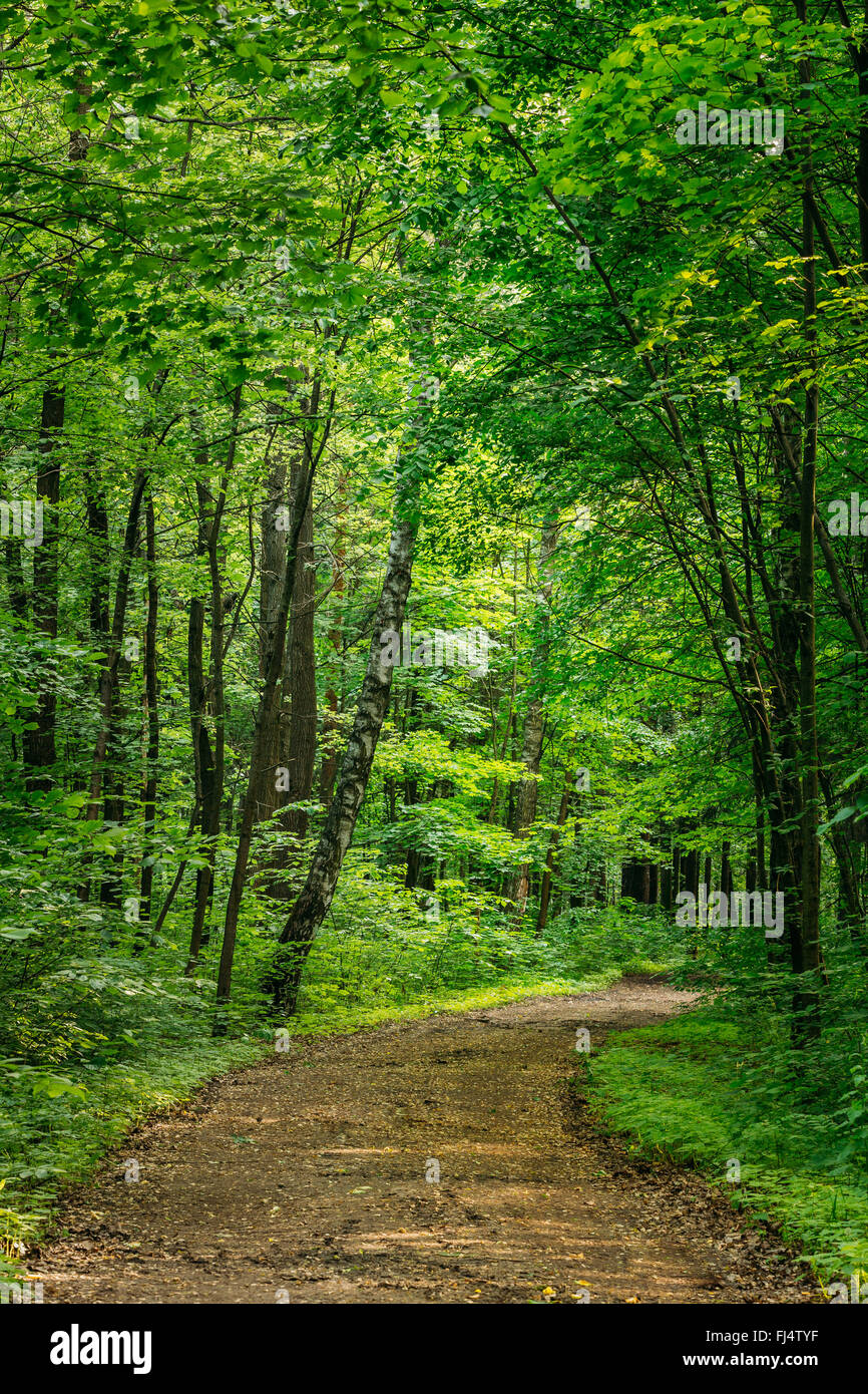 Beautiful Countryside Sandy Road Lane Path Way through summer deciduous forest woods Stock Photo