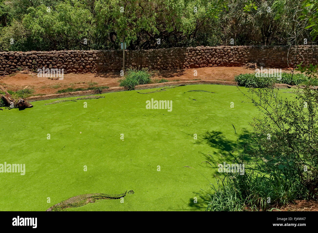 Green pond at Kwena Gardens in Sun City, South Africa Stock Photo