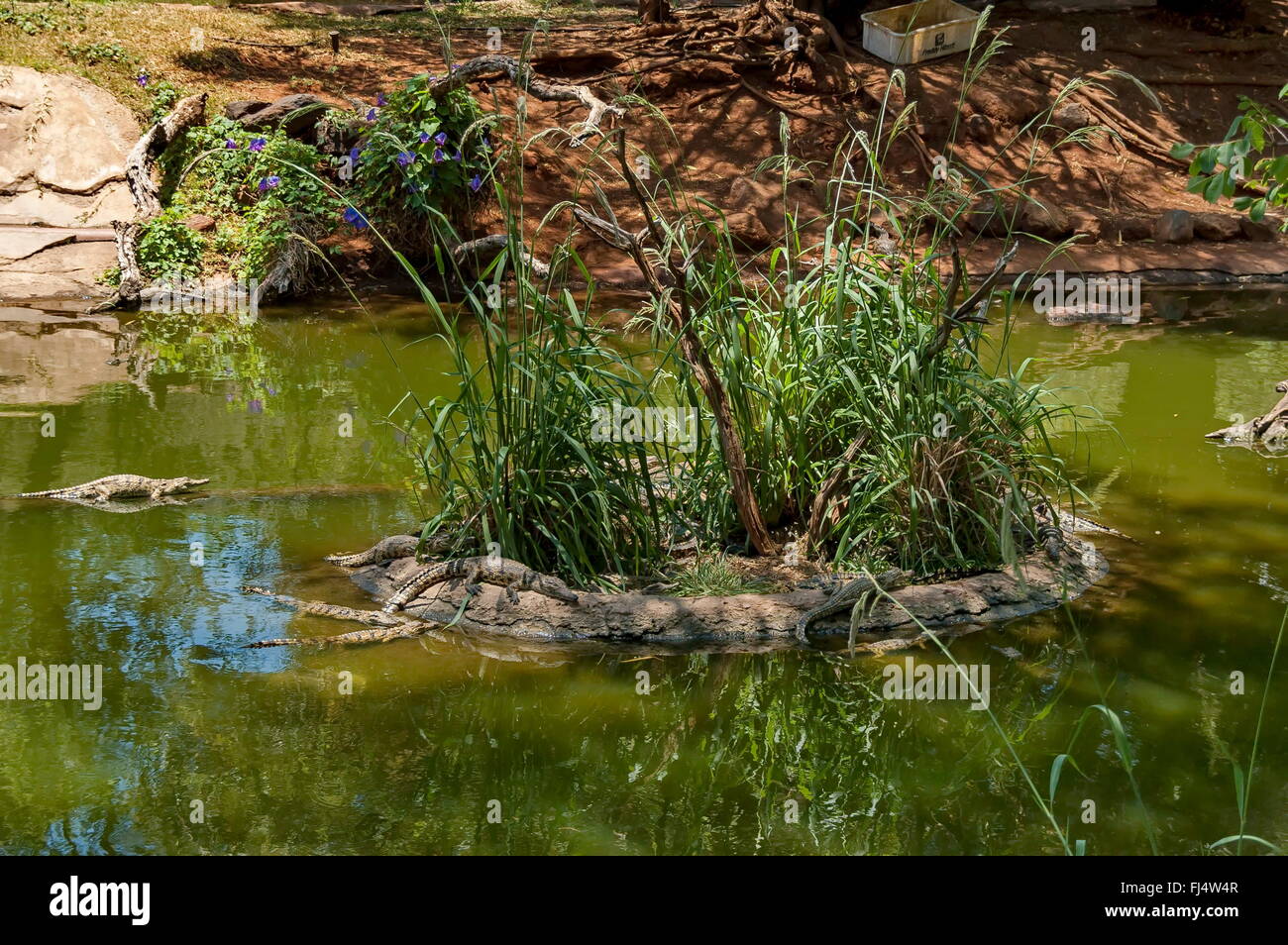 Several Small Crocodiles At Kwena Gardens In Sun City South