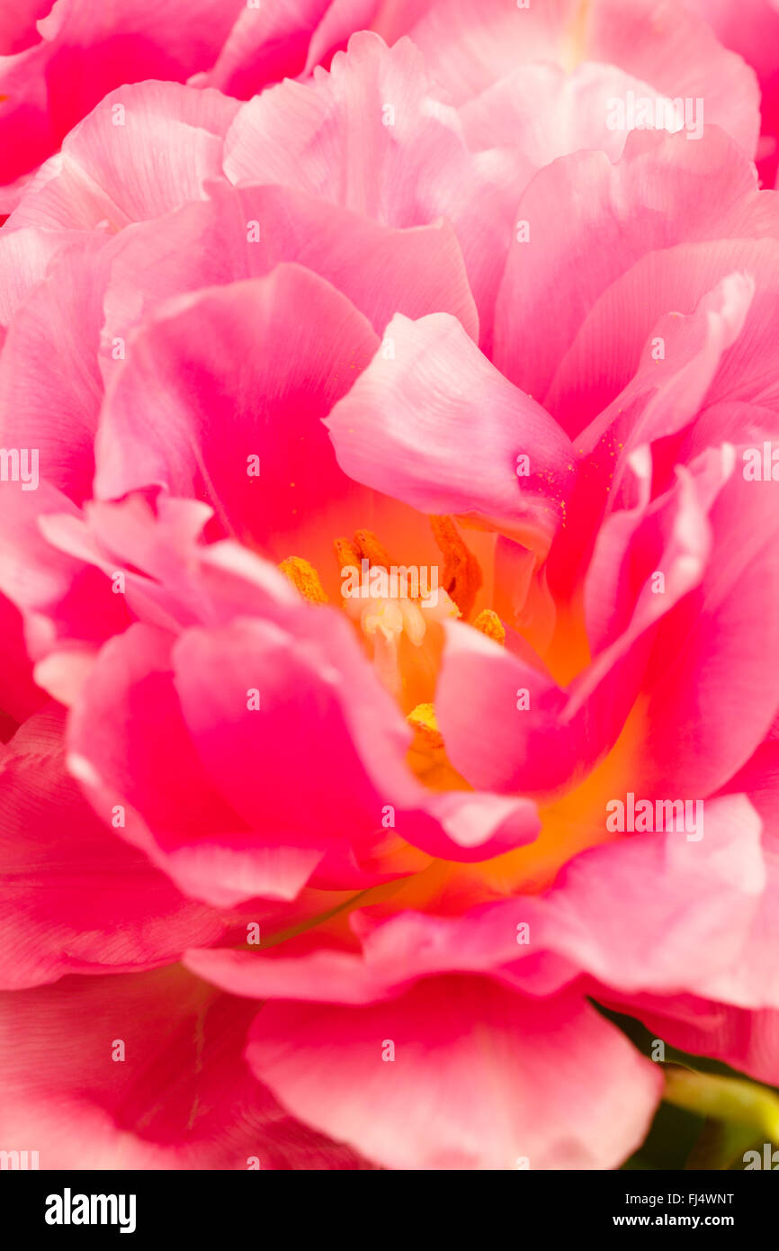 petals of a blossoming pink tulip close Stock Photo