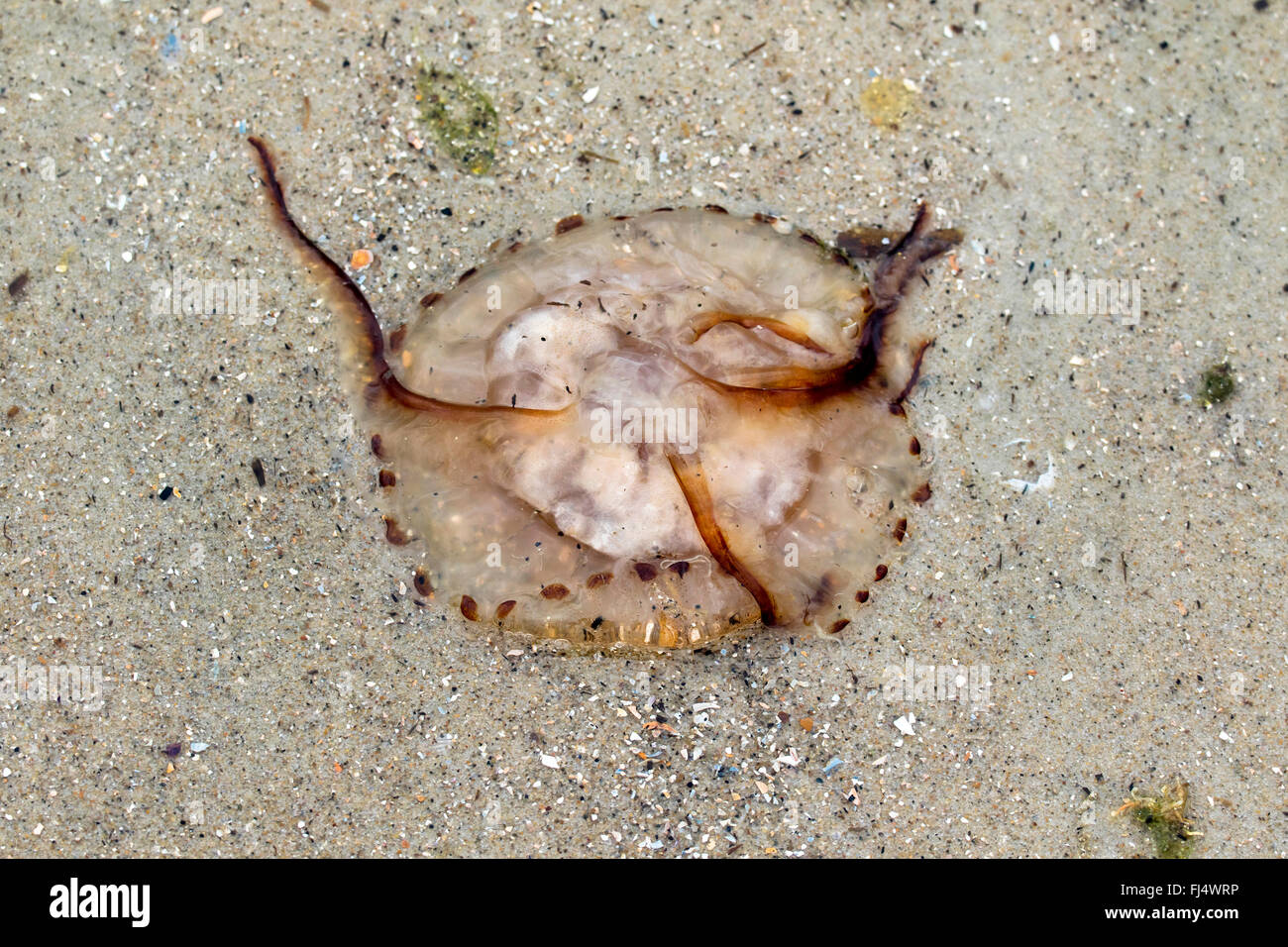 compass jellyfish, red-banded jellyfish (Chrysaora hysoscella), on the beach, Germany, Lower Saxony, East Frisia, Juist Stock Photo