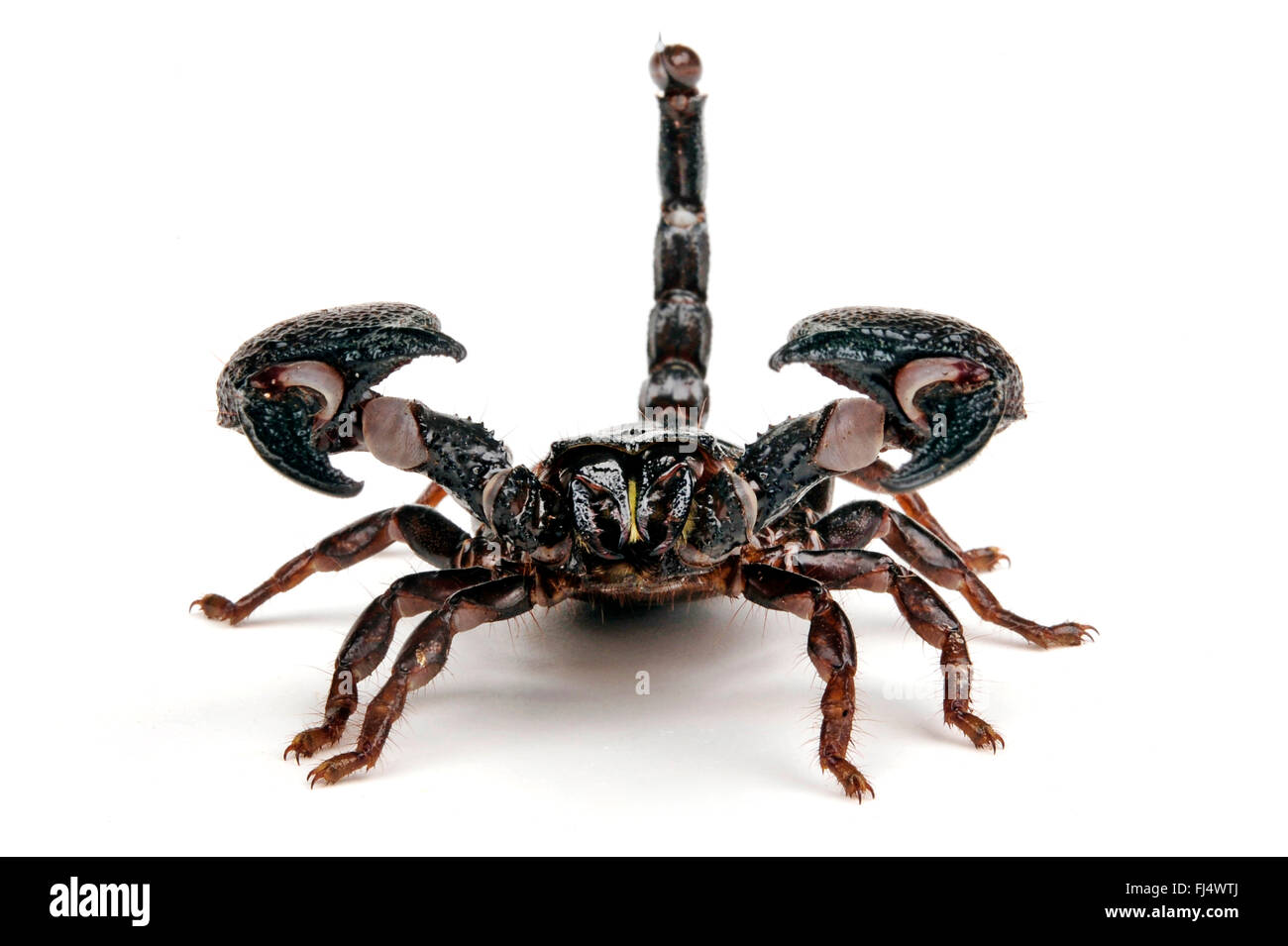 Tanzanian Red Clawed Scorpion (Pandinus cavimanus), in defence posture Stock Photo