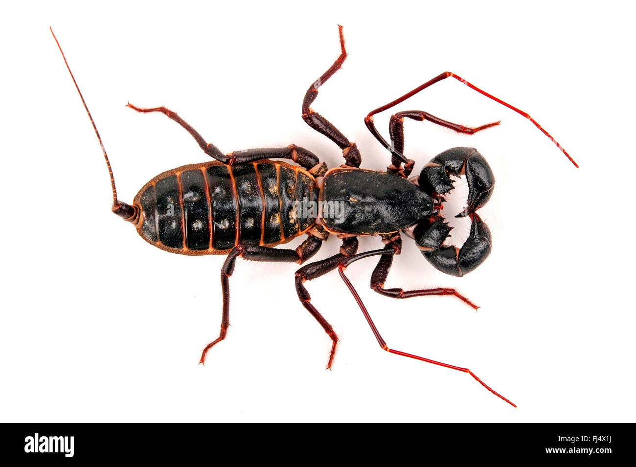 Giant vinegaroon, Whip scorpion (Mastigoproctus giganteus), cut-out Stock Photo